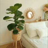 老桩琴叶榕大叶型绿植盆裁室内客厅办公室好养XL