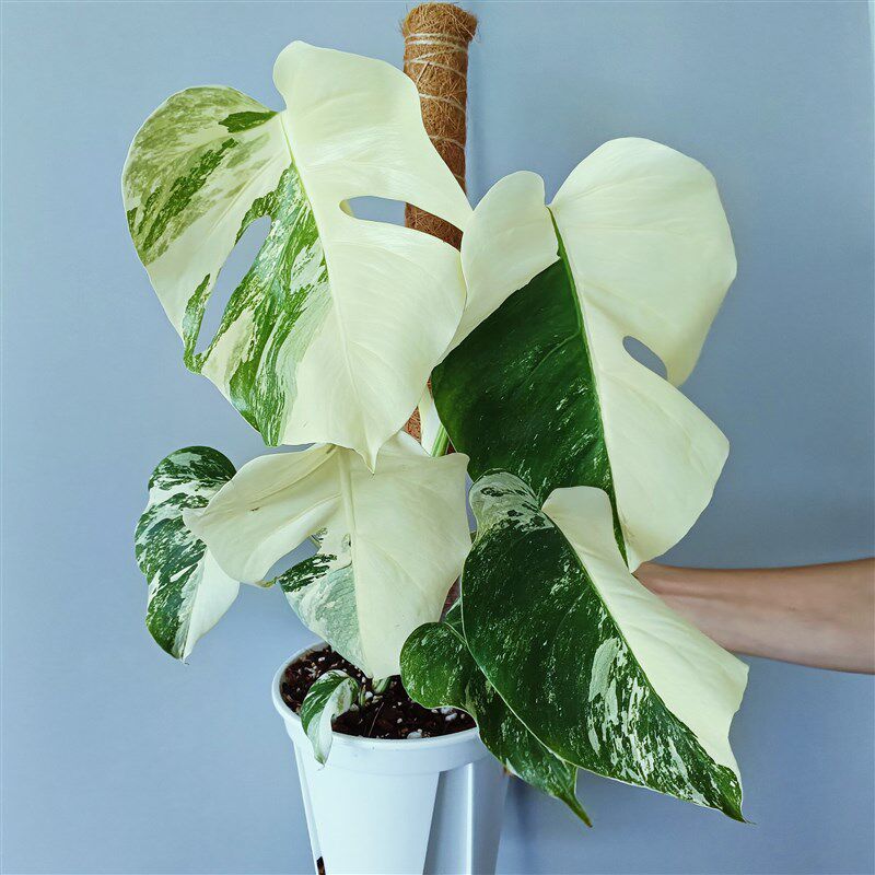 五月热植日本白锦龟背竹雪花肥牛阴阳薄荷锦观叶植物顺丰到付