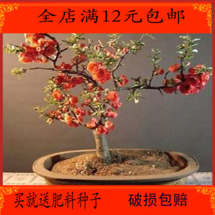 满额包邮 进化空气 盆景型 开花大小海棠 植物盆栽花卉 3年苗