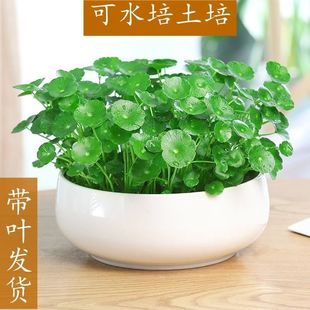 大叶铜钱草水培植物室内好养鱼缸水草专用水养金钱草花卉绿植盆栽