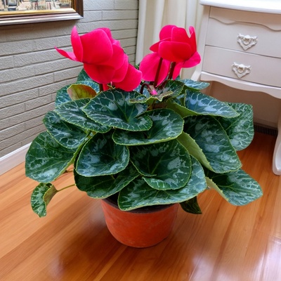 仙客来盆栽带花苞花苗花卉