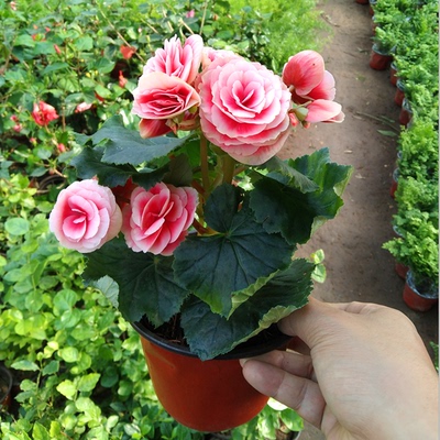 重瓣丽格海棠盆栽带花绿植花卉