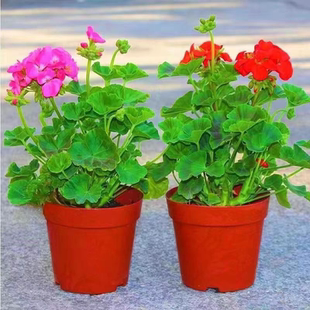 天竺葵花苗盆栽四季绿植物花卉庭院阳台重瓣单瓣好养易活容易开花