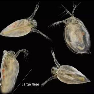 教学实验用大水蚤生物实验用微生物心跳试验