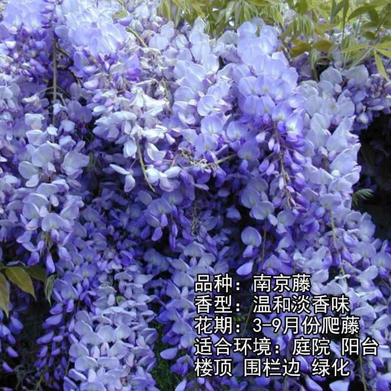 居家紫藤树 苗 阳台紫藤花庭院攀援植物 爬藤R植物 紫藤净化空气
