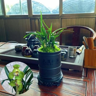 【翠盖荷】春兰荷瓣矮种细叶兰花