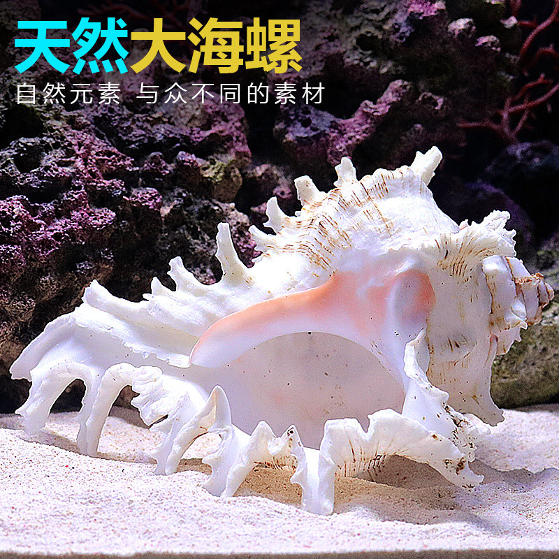 天然海螺贝壳小鱼缸造景套餐摆件装饰品水族箱布景仿真珊瑚礁石头,畜牧/养殖物资,畜牧/养殖器械,淘宝优惠券,粉丝福利购,淘宝优惠卷
