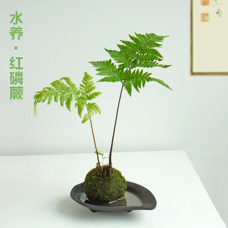 水培红磷蕨苔藓球一叶蕨办公室客厅桌面室内观叶净化空气盆栽绿植,畜牧/养殖物资,畜牧/养殖器械,淘宝优惠券,粉丝福利购,淘宝优惠卷