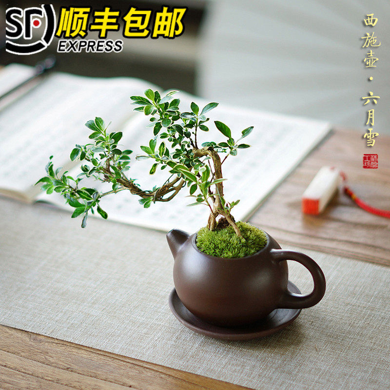 迷你悬崖六月雪中式紫砂西施壶茶壶盆栽书房办公桌茶桌面绿植茶宠,畜牧/养殖物资,畜牧/养殖器械,淘宝优惠券,粉丝福利购,淘宝优惠卷