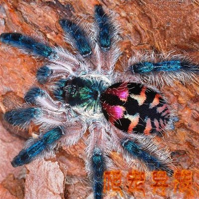 巴西彩树蜘d蛛彩树蜘蛛超艳丽小神物级别品种收藏品爬宠异族