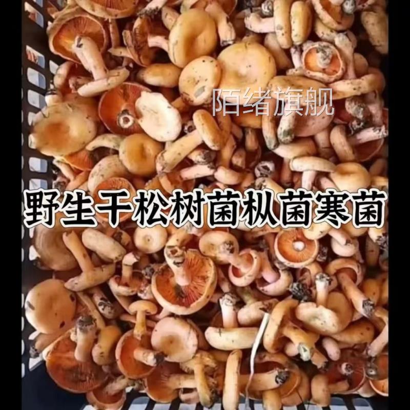 干枞菌干松树菌新鲜寒菌松菇松乳菇黄枞菌干 干货谷熟菌野生菌三