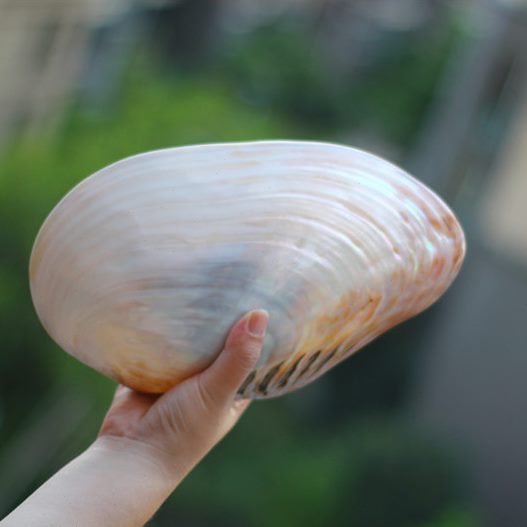 天然超大海螺贝壳珊瑚双面珍珠蚌海蚌 家居创意收藏摆件礼品