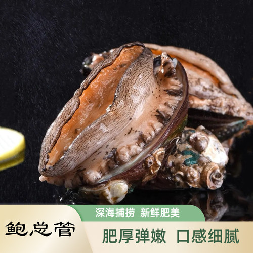 福建东山岛活冻鲍鱼8-10头鲍规格天然深海海捕新鲜饱满九孔鲍鱼