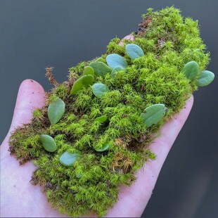 抱树蕨伏石蕨假山攀爬造景缸常用雨林森林鱼缸造景植物喜潮湿阴性