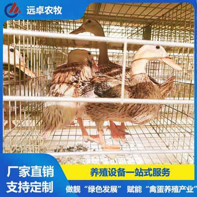 四层叠蛋鸭笼养移动喂料 江西新余H型5列8层蛋鸭智慧养殖