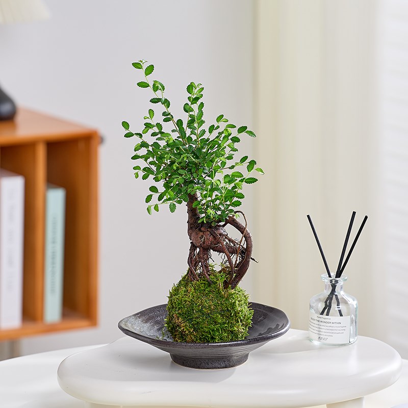 榆树提根苔藓球室内m桌面微型盆景茶桌老桩好养活中式茶几禅意绿