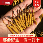 正宗西藏那曲野生虫草2025年新干草正品 礼盒装 冬虫夏草 甄选品质