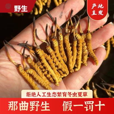 正宗西藏那曲高海拔野生虫草