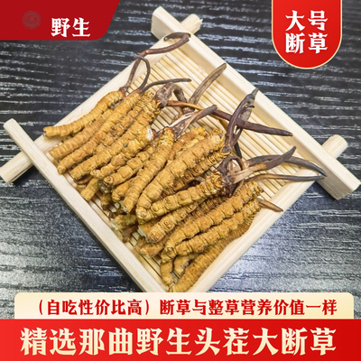 正宗那曲野生虫草断草冬虫夏草