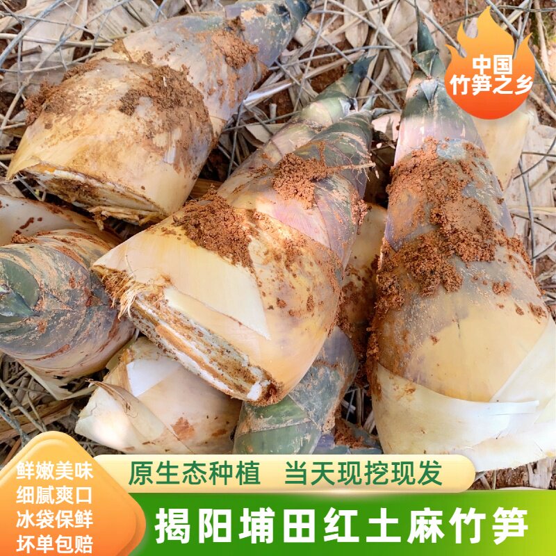 广东特产揭阳埔田野生麻竹笋农家竹笋现挖鲜笋甜笋大头笋新鲜商用