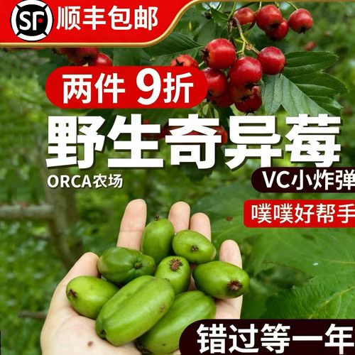 ORCA农场野生软枣维c炸弹送礼