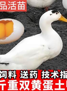 一斤花边鸭苗北京大白鸭苗脱温鸭活体一斤小鸭下蛋母鸭双黄蛋鸭苗
