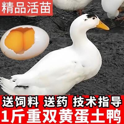 一斤花边鸭苗北京大白鸭苗脱温鸭活体一斤小鸭下蛋母鸭双黄蛋鸭苗