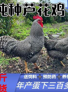 纯种一斤正宗大芦花鸡绿壳蛋鸡活的散养汶上芦花鸡苗小鸡幼苗活苗