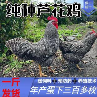 纯种一斤正宗大芦花鸡绿壳蛋鸡活的散养汶上芦花鸡苗小鸡幼苗活苗