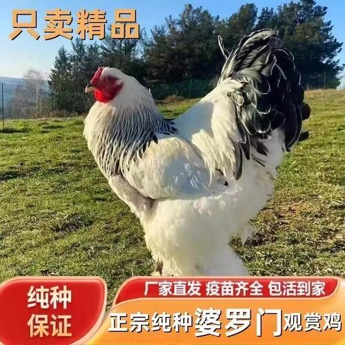 7两纯种婆罗门鸡活苗进口特大焚天鸡巨型脱温鸡苗幼苗观赏鸡苗