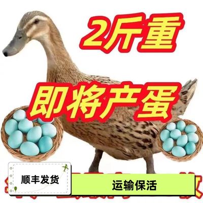 【顺丰包邮】2斤左右麻鸭