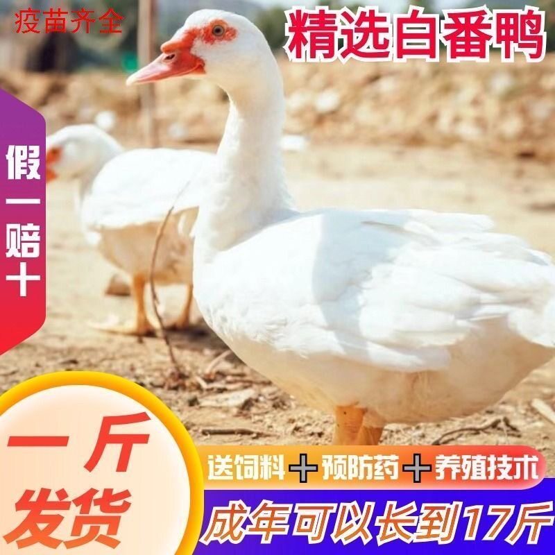 一斤纯种白番鸭活苗大种番鸭苗肉鸭脱温鸭火鸭洋鸭旱鸭红面鸳鸯鸭