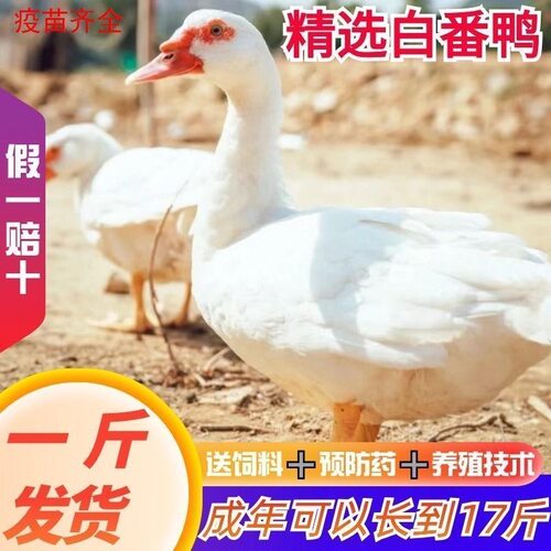 一斤纯种白番鸭活苗大种番鸭苗肉鸭脱温鸭火鸭洋鸭旱鸭红面鸳鸯鸭