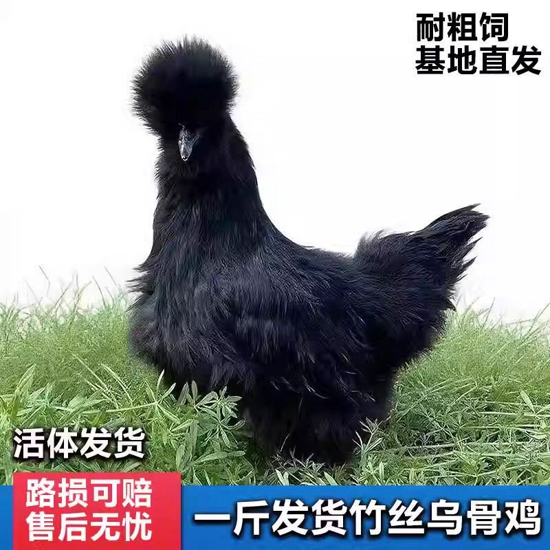 正宗一斤黑丝毛乌鸡黑凤乌骨鸡绿壳蛋鸡幼苗脱温苗黑凤鸡黑凤丝毛