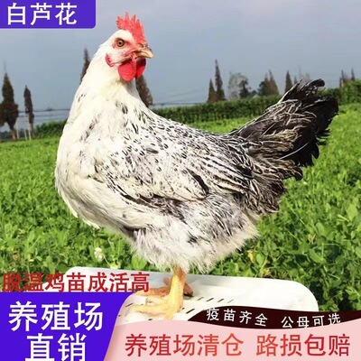 纯种一斤正宗大芦花鸡绿壳蛋鸡活的散养白芦花鸡苗小鸡幼苗活苗