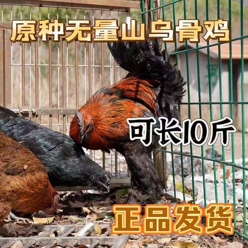 正宗纯种云南无量山乌骨鸡毛脚土鸡大红公鸡现货活苗散养便宜半斤