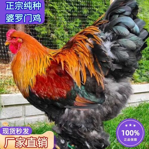 7两纯种婆罗门鸡活苗进口特大焚天鸡巨型脱温鸡苗幼苗观赏鸡苗