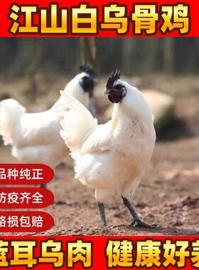 正宗江山乌骨鸡乌鸡白凤乌鸡活体小鸡半大白乌鸡乌骨鸡白色脱温鸡