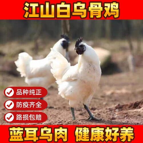 正宗江山乌骨鸡乌鸡白凤乌鸡活体小鸡半大白乌鸡乌骨鸡白色脱温鸡