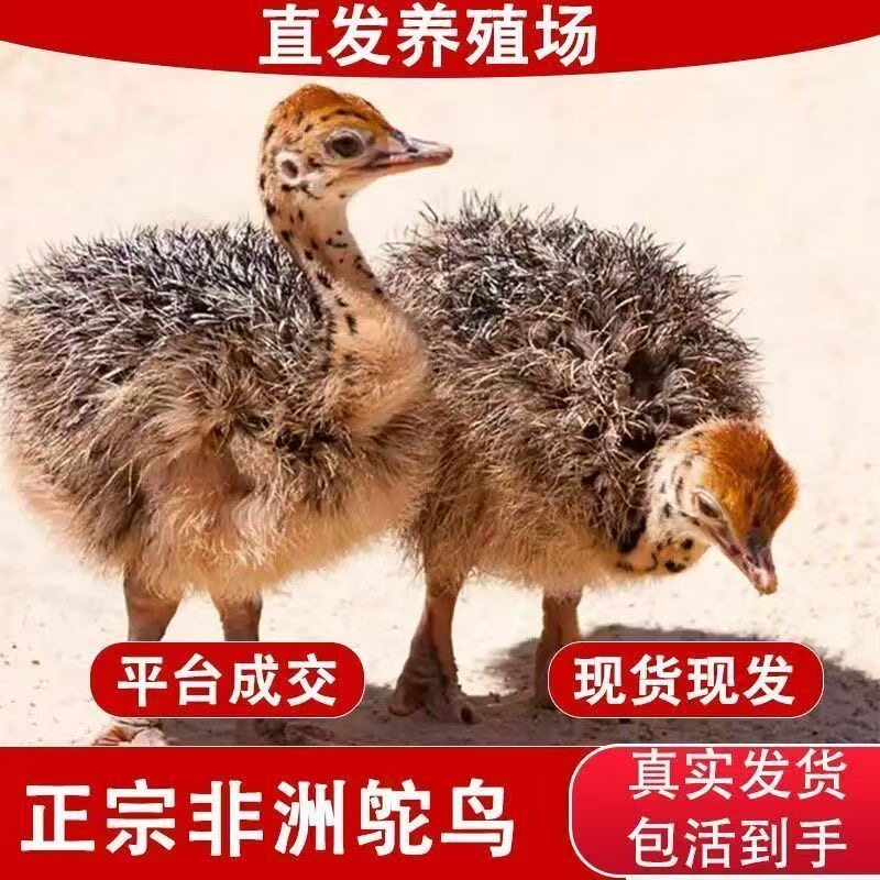 非洲鸵鸟幼苗鸵鸟苗可长300斤成年家养批发一公一母幼崽脱温纯种