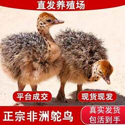 非洲鸵鸟幼苗鸵鸟苗可长300斤成年家养批发一公一母幼崽脱温纯种