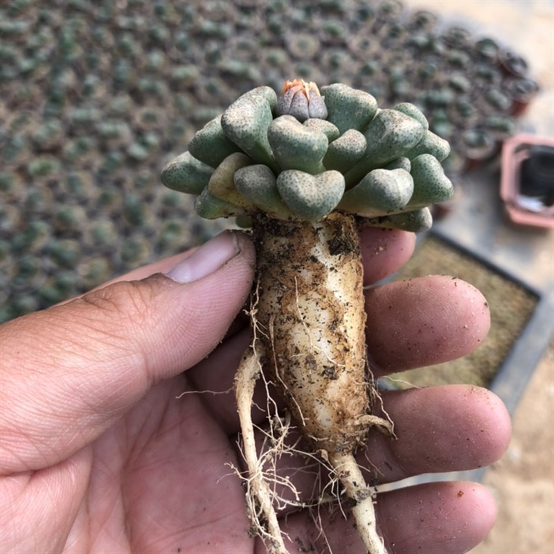 唐扇多肉巨大萝卜根 盆景造型 防辐射 开I花株 2年实生 块根类番