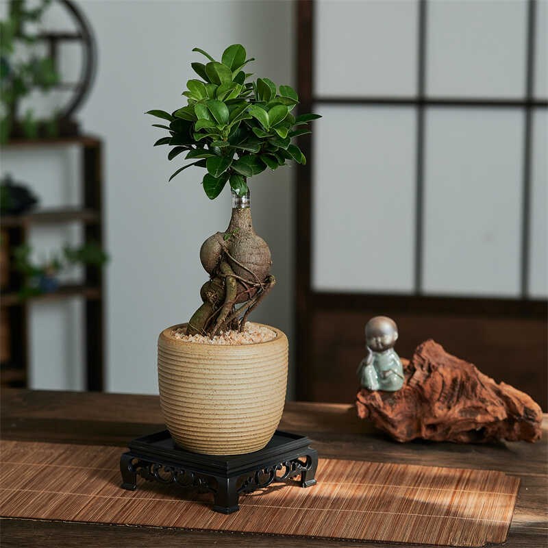 小叶榕树室内常青盆栽绿植人参榕造型树桩盆景桌面好养观叶小植物