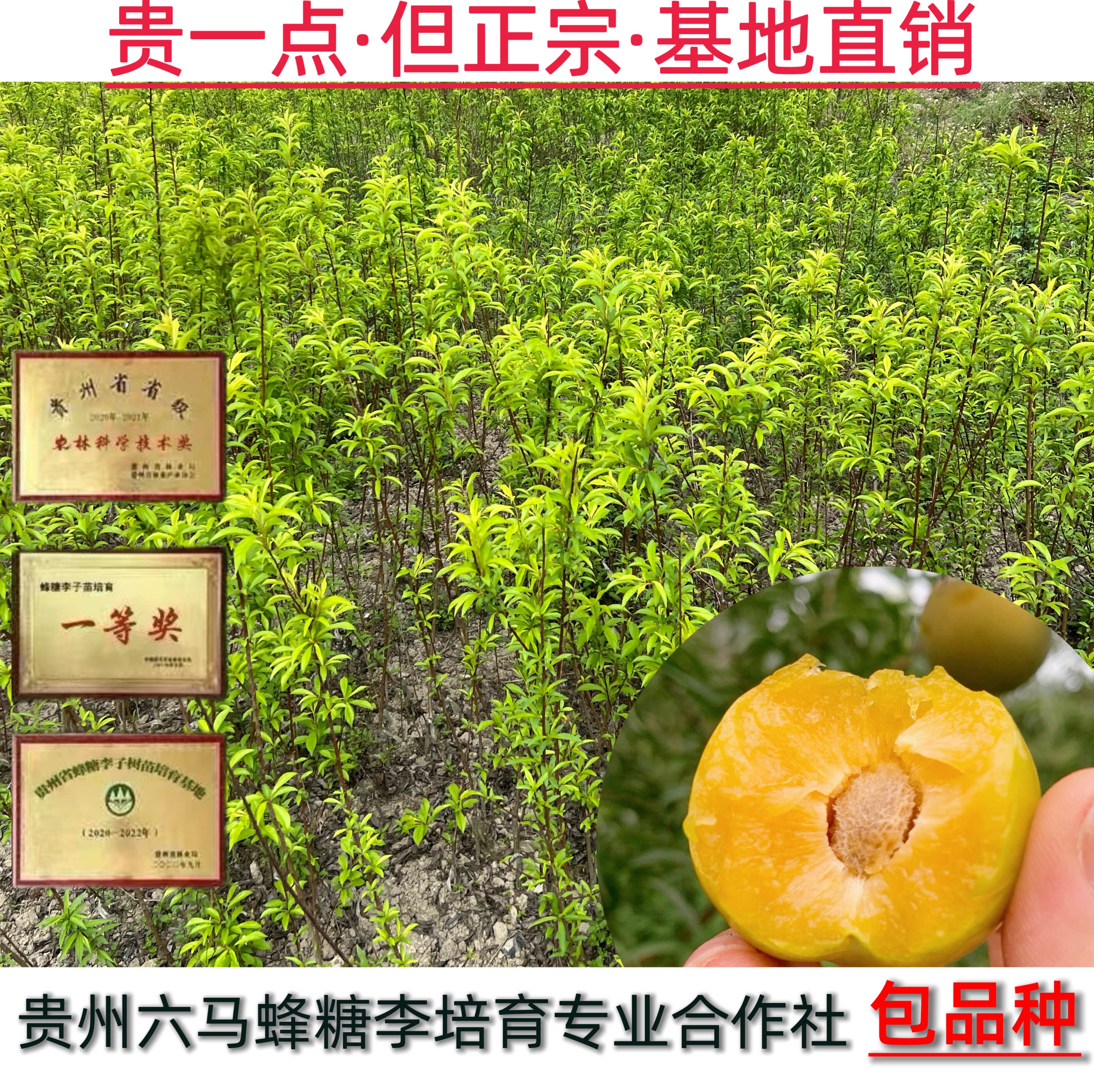 贵州六马蜂糖李子树苗嫁接苗原产