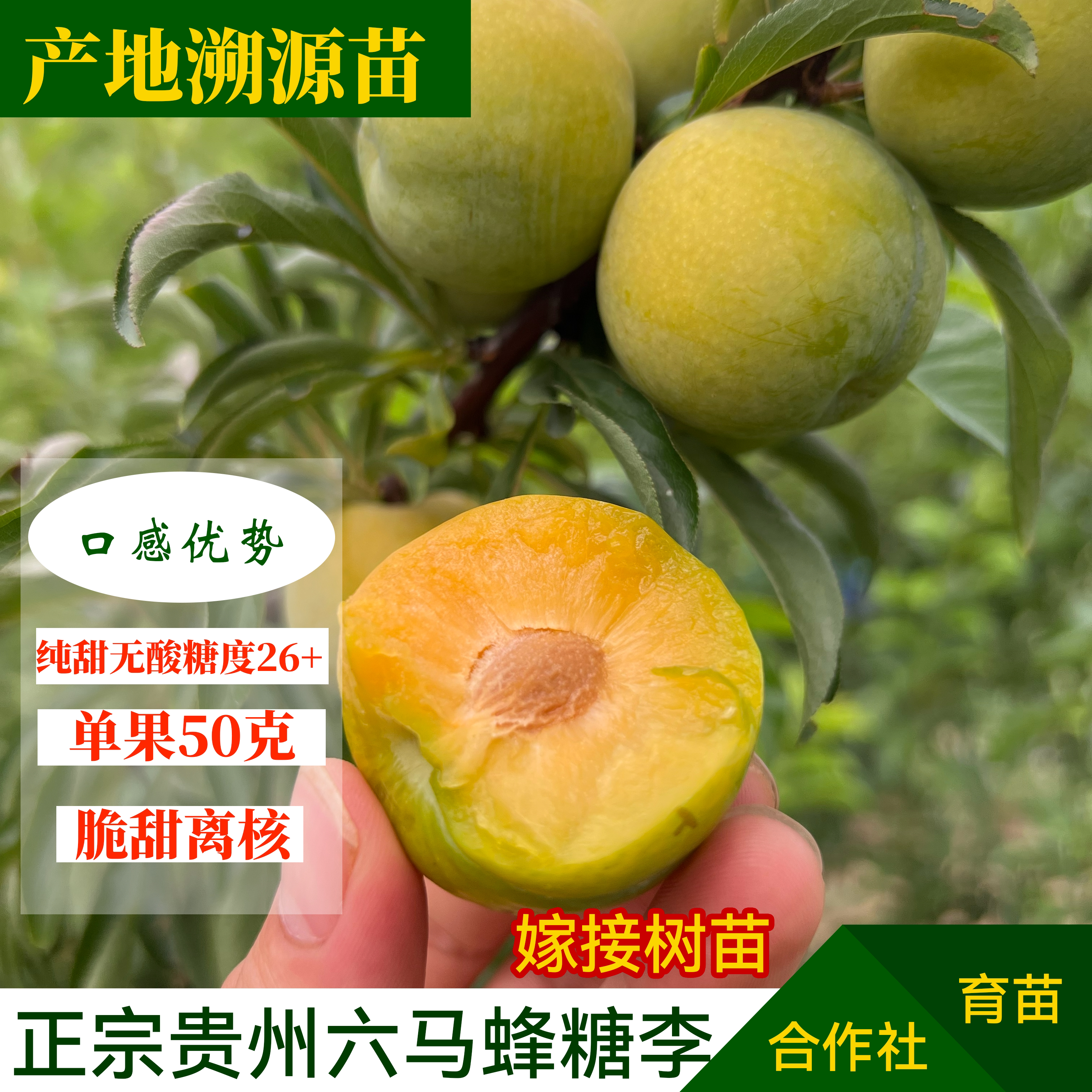 六马蜂糖李嫁接苗3年苗贵州李子果树种子/种苗