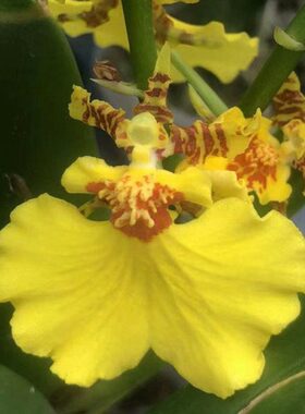 文心兰跳舞兰洋兰蜜糖带花苞明黄色办公室室内好养净化空气淡香