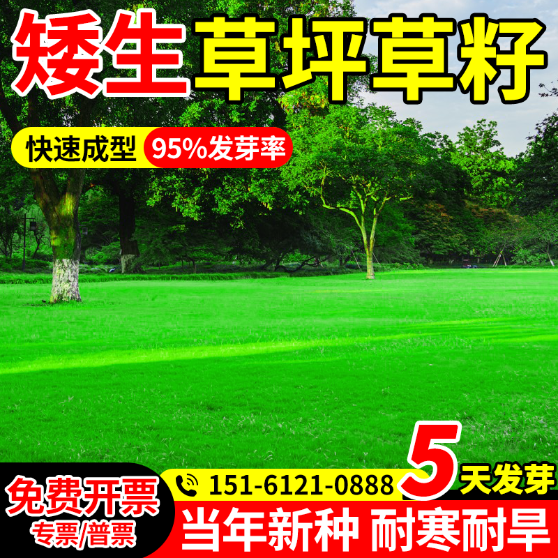 草坪草籽四季常青20斤装更优惠