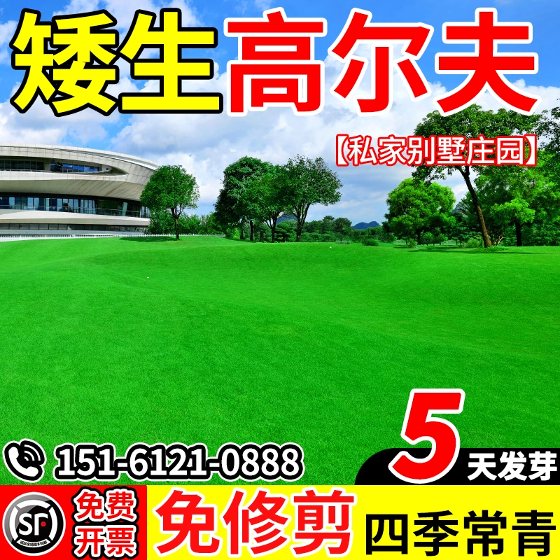 矮生高尔夫草坪草籽地毯草剪股颖免修剪四季常青耐寒耐旱草种籽子