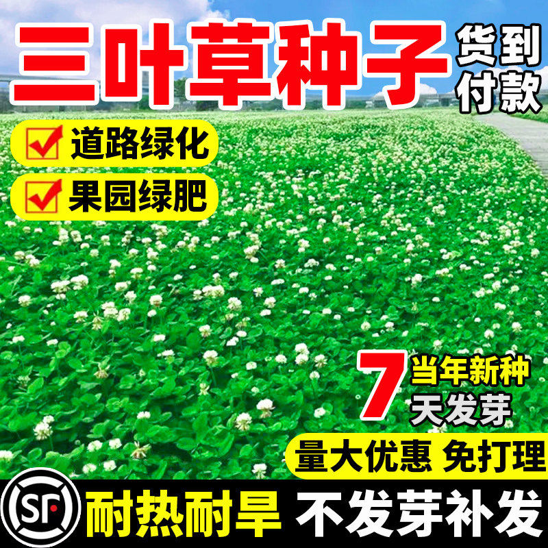 三叶草种子四季常青草籽耐热护坡固土道路工程绿化红白三叶草种籽
