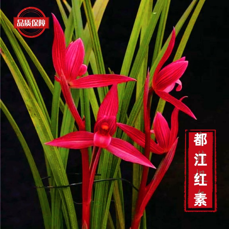 兰花盆栽植物室内春剑都江红素带花苞浓香型好养阳台客厅名贵兰花